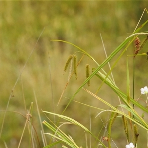 Carex fascicularis at Tinderry, NSW - 26 Jan 2025 09:45 AM