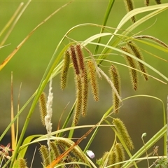 Carex fascicularis at Tinderry, NSW - 26 Jan 2025 09:45 AM