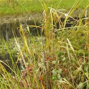 Carex fascicularis at Tinderry, NSW - 26 Jan 2025 09:45 AM