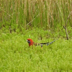 Platycercus elegans (Crimson Rosella) at Tinderry, NSW - 25 Jan 2025 by danswell