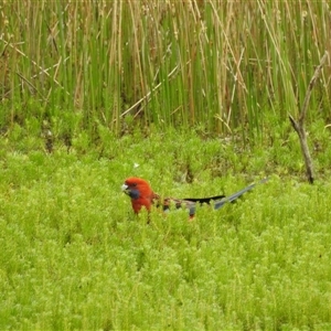 Platycercus elegans (Crimson Rosella) at Tinderry, NSW by danswell