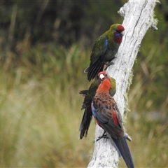 Platycercus elegans at Tinderry, NSW - 26 Jan 2025 09:41 AM