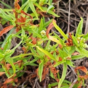 Persicaria prostrata (Creeping Knotweed) at Hawker, ACT - 26 Jan 2025 by sangio7