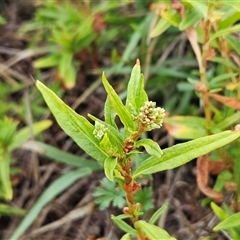 Persicaria prostrata at Hawker, ACT - 26 Jan 2025 07:22 AM