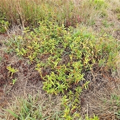 Persicaria prostrata at Hawker, ACT - 26 Jan 2025 07:22 AM