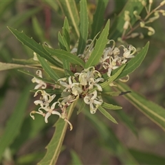 Lomatia myricoides (River Lomatia) at Tinderry, NSW - 25 Jan 2025 by danswell