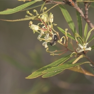 Leioproctus (Leioproctus) alleynae at Tinderry, NSW by danswell