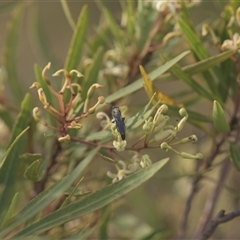 Tiphiidae (family) (Unidentified Smooth flower wasp) at Tinderry, NSW - 25 Jan 2025 by danswell