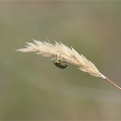 Aporocera (Aporocera) viridis (A leaf beetle) at Tinderry, NSW - 25 Jan 2025 by danswell