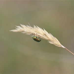 Aporocera (Aporocera) viridis (A leaf beetle) at Tinderry, NSW by danswell