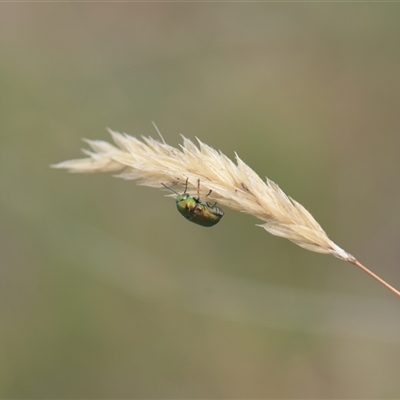 Aporocera (Aporocera) viridis (A leaf beetle) at Tinderry, NSW - 25 Jan 2025 by danswell