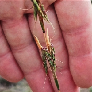 Cymbopogon refractus (Barbed-wire Grass) at Hawker, ACT by sangio7