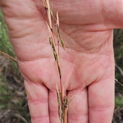 Cymbopogon refractus at Hawker, ACT - Yesterday 07:36 AM