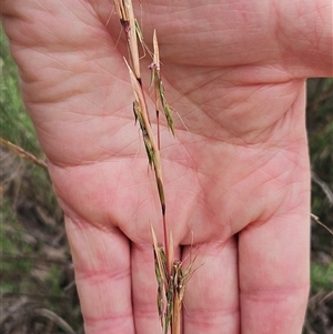 Cymbopogon refractus at Hawker, ACT - Yesterday 07:36 AM