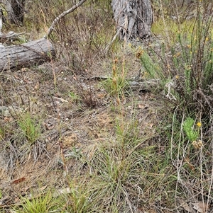 Cymbopogon refractus at Hawker, ACT - Yesterday 07:36 AM