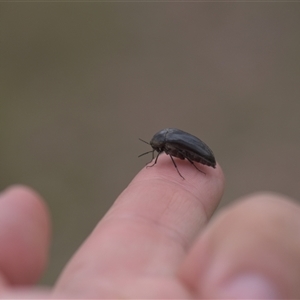 Trigonodera sp. (genus) (Wedge-shaped beetle) at Tinderry, NSW by danswell