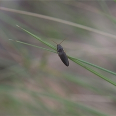 Monocrepidus (genus) (Click beetle) at Tinderry, NSW - 25 Jan 2025 by danswell