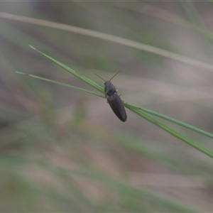 Monocrepidus (genus) (Click beetle) at Tinderry, NSW by danswell