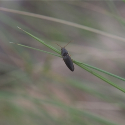 Monocrepidius (genus) (Click beetle) at Tinderry, NSW - 25 Jan 2025 by danswell