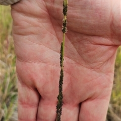 Sporobolus creber (Slender Rat's Tail Grass) at Hawker, ACT - 26 Jan 2025 by sangio7