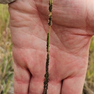 Sporobolus creber (Slender Rat's Tail Grass) at Hawker, ACT by sangio7