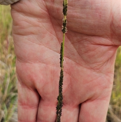 Sporobolus creber (Slender Rat's Tail Grass) at Hawker, ACT - 25 Jan 2025 by sangio7