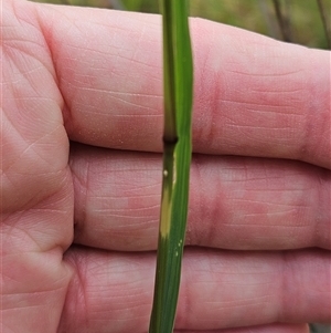 Sporobolus creber at Hawker, ACT - Yesterday 07:39 AM