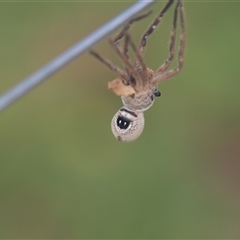 Neosparassus calligaster (Beautiful Badge Huntsman) at Tinderry, NSW - 25 Jan 2025 by danswell