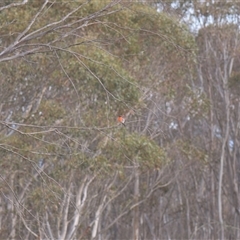 Petroica phoenicea (Flame Robin) at Tinderry, NSW - 25 Jan 2025 by danswell