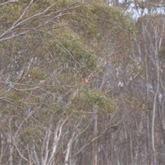 Petroica phoenicea at Tinderry, NSW - 25 Jan 2025 08:04 PM