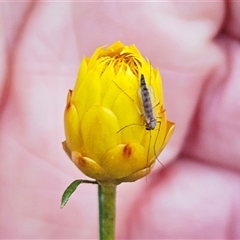 Chironomidae (family) (Non-biting Midge) at Hawker, ACT - 25 Jan 2025 by sangio7