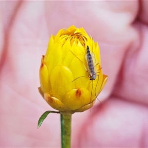 Chironomidae (family) at Hawker, ACT - Yesterday 07:09 AM