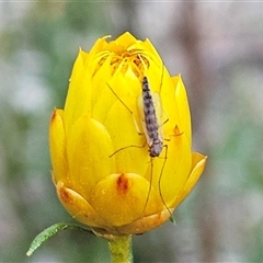 Chironomidae (family) at Hawker, ACT - 26 Jan 2025 07:09 AM