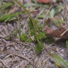 Asperula scoparia (Prickly Woodruff) at Tinderry, NSW - 25 Jan 2025 by danswell