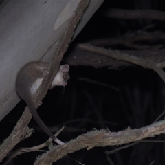 Pseudocheirus peregrinus (Common Ringtail Possum) at Tinderry, NSW - 25 Jan 2025 by danswell