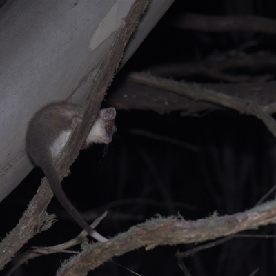 Pseudocheirus peregrinus (Common Ringtail Possum) at Tinderry, NSW - 25 Jan 2025 by danswell