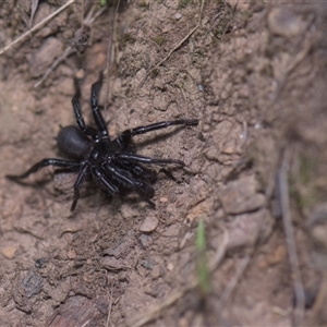 Atrax sp. (genus) (Funnel-web spider) at Tinderry, NSW by danswell