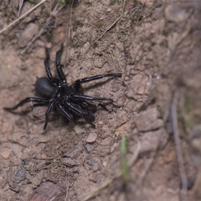 Atrax sp. (genus) (Funnel-web spider) at Tinderry, NSW - 25 Jan 2025 by danswell