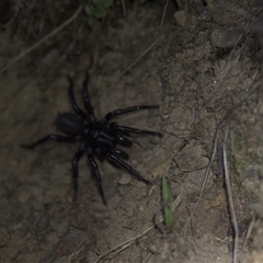 Atrax sp. (genus) at Tinderry, NSW - 25 Jan 2025 09:59 PM