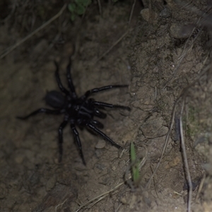 Atrax sp. (genus) at Tinderry, NSW - 25 Jan 2025 09:59 PM