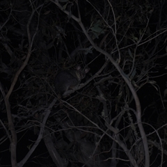 Trichosurus vulpecula (Common Brushtail Possum) at Tinderry, NSW - 25 Jan 2025 by danswell