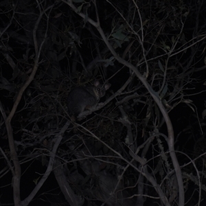 Trichosurus vulpecula at Tinderry, NSW - 25 Jan 2025 10:07 PM
