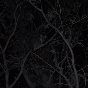 Trichosurus vulpecula (Common Brushtail Possum) at Tinderry, NSW by danswell