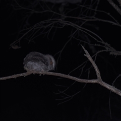 Podargus strigoides (Tawny Frogmouth) at Tinderry, NSW - 25 Jan 2025 by danswell