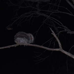 Podargus strigoides (Tawny Frogmouth) at Tinderry, NSW by danswell