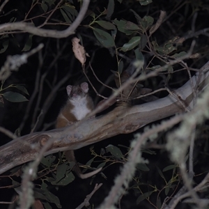 Pseudocheirus peregrinus (Common Ringtail Possum) at Tinderry, NSW by danswell