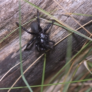 Atrax sutherlandi (Funnel-web Spider) at Tinderry, NSW by danswell