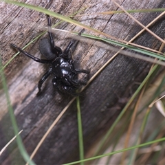 Atrax sutherlandi at Tinderry, NSW - 25 Jan 2025 10:25 PM