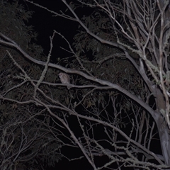 Ninox boobook (Southern Boobook) at Tinderry, NSW - 25 Jan 2025 by danswell