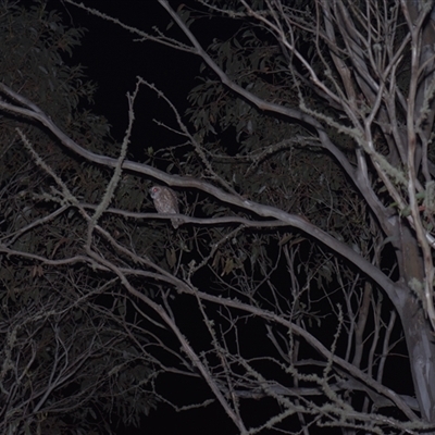 Ninox boobook (Southern Boobook) at Tinderry, NSW - 25 Jan 2025 by danswell